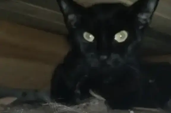 Animaux trouvés Labouheyre, photo: Urgent : Chat blessé trouvé à Labouheyre
