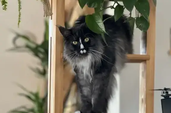 Animaux perdus Annecy, photo: Chat Maine Coon disparu à Annecy