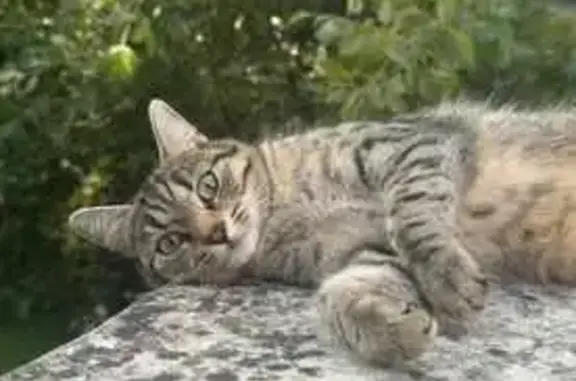 Animaux perdus Lille, photo: Chatte sociable disparue à Lille, Rue Béranger