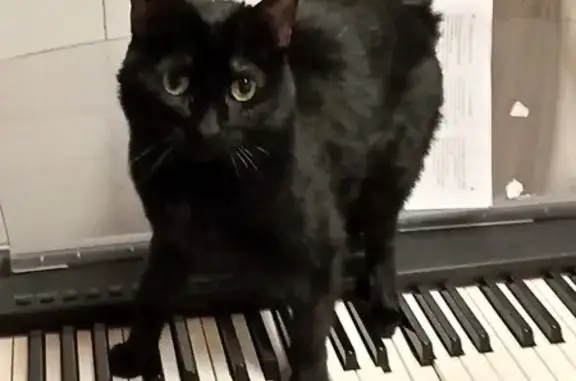 Animaux perdus Saint-Martin-d'Hères, photo: Chatte noire perdue, yeux verts, craintive