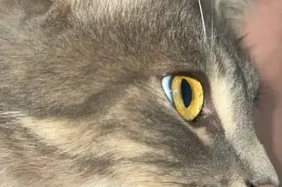 Chat trouvé Parcé-sur-Sarthe, photo: Chatte grise câline trouvée à Parcé-sur-Sarthe