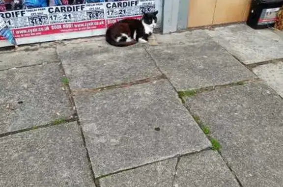 Found pets , photo: Lost Cat: Friendly Black & White on Pwllmelin Rd