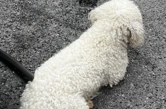 Lost Male Poochon: White with Brown Patch