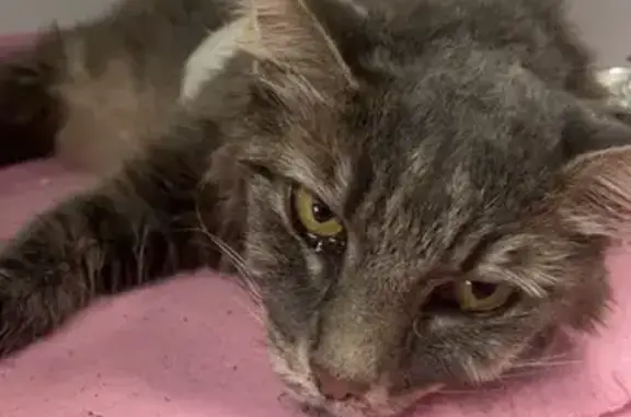 Chat perdu, , photo: Chat disparu, maigre et rasée à Bastelicaccia