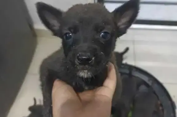 Adopta Cachorros Rescatados en Urgencia