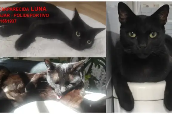 **¡Ayuda! Gata negra Luna perdida en Cájar**