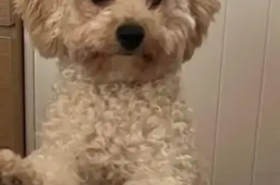 Lost Creamy Cavoodle Milo - Padstow Area