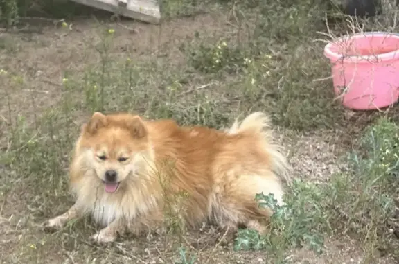 Lost Red Pomsky in Calhan - Help Find Him!