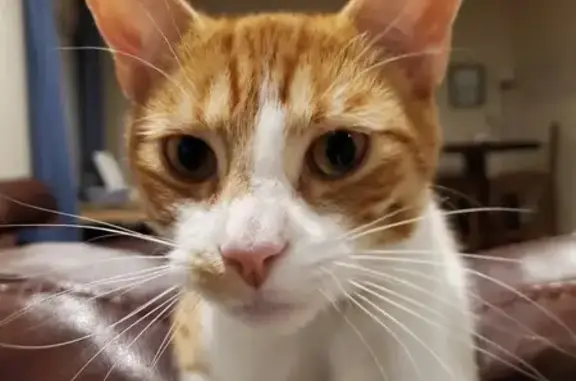 Missing Orange & White Cat - Jacksonville Area