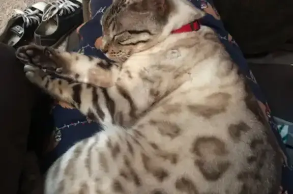 Missing Snow Bengal Cat Rex - Purple Collar