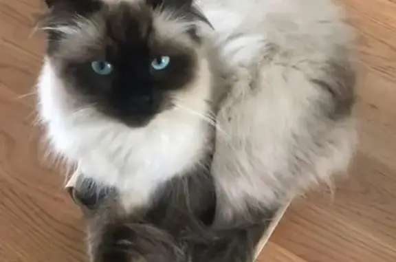 Lost Ragdoll Cat: Blue-Eyed, Long-Haired, Sydney