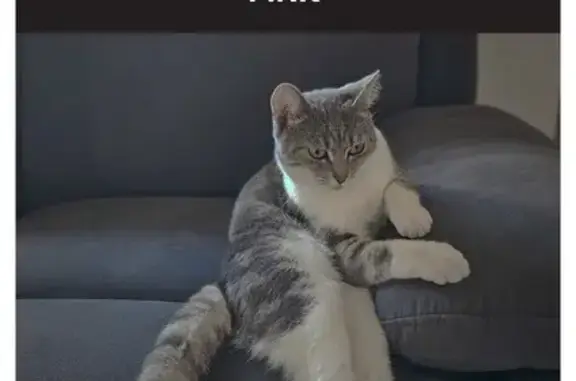 Missing Grey & White Cat in Caroline Springs