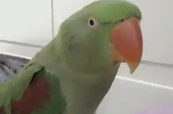 Lost Alexandrine Parrot in Cecil Hills, NSW