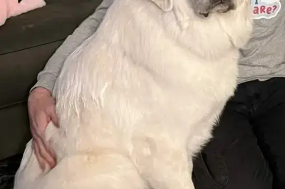 Lost and found pets , photo: Lost Great Pyrenees: White Female, North 800 W