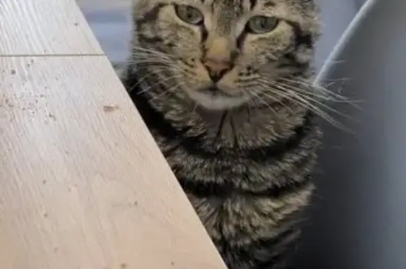 Animaux perdus Calvi, photo: Chatte Minette disparue à Calvi (Corse)