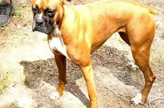 Missing Fawn Boxer: Whitesville Rd, Delmar