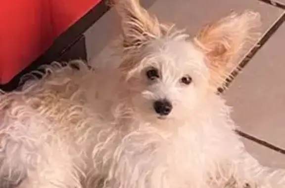 ¡Perro Perdido! Cachorro Blanco con Manchas Cafés