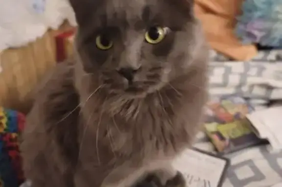 Missing Gray Kitty, 3 Yrs, Magalia, CA