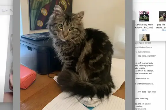 Missing Long Hair Tabby in Banyule