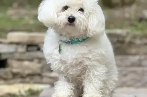 Missing Bichon Frise: White, Blue Collar, Chattanooga