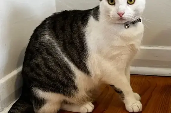 Missing White & Black Tabby Cat - Semaphore