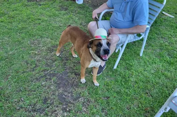 Lost Brown & White Male Dog - Andalusia