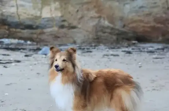 Chien perdu Grosseto-Prugna, photo : Chienne Berger des Shetlands perdue à Grosseto