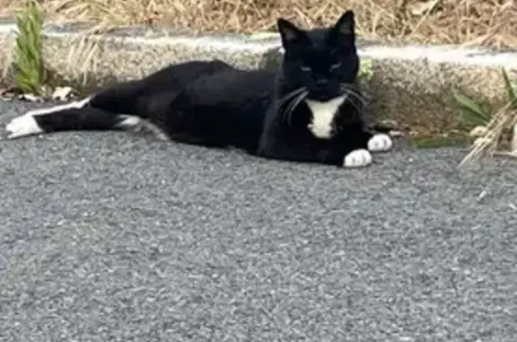 Animaux perdus Le Croisic, photo: Chat noir et blanc de 17 ans disparu