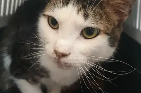 Chat bicolore trouvé, collier, sociable, Boulogne - photo