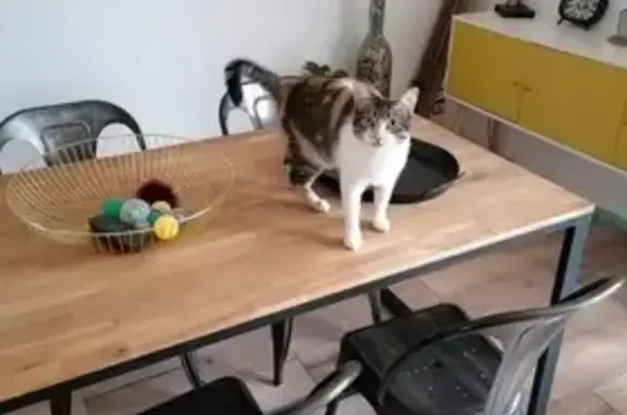 Animaux perdus Foix, photo: Chat perdu, sociable, Lotissement Piché-Bis
