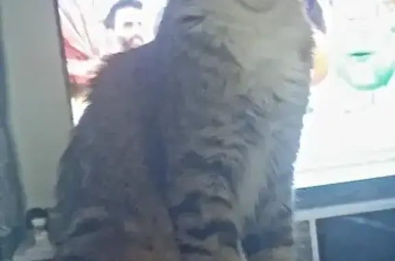 Chatte grise disparue à Dumes, Route de l'Église - photo