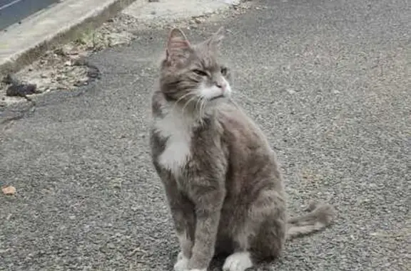 Chat gris et blanc trouvé à Béthemont-la-Forêt - photo