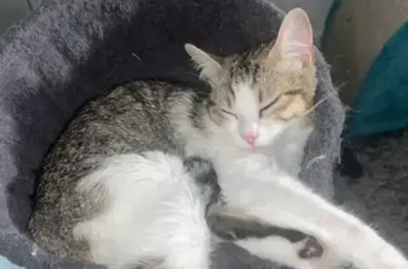 Chat perdu, La Rochelle, photo: Chatte d'1 an perdue à La Rochelle