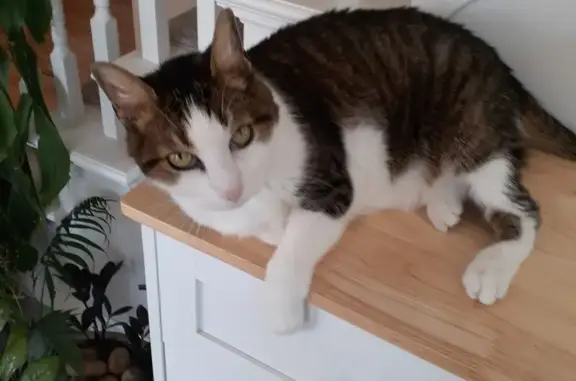 Missing Brown & White Male Cat, 15, O'Fallon