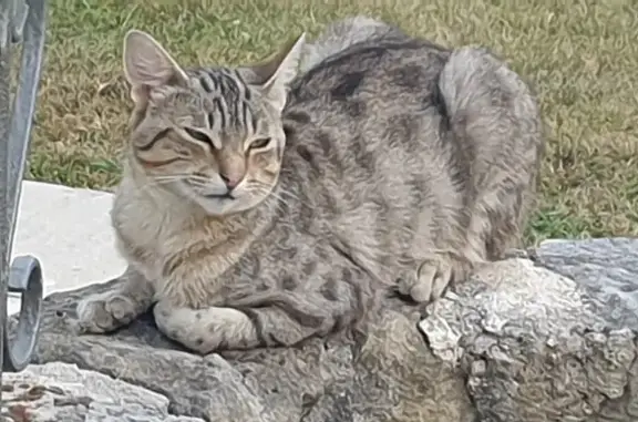 Chat mâle trouvé, gentil et bavard, Les Essards - photo