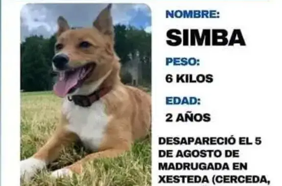 Perro Perdido en Cerceda: Marrón con Pecho Blanco