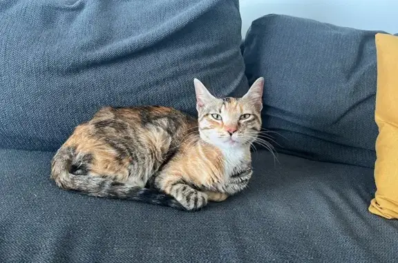 Chatte trouvée rue Sanfourche à Toulouse - photo