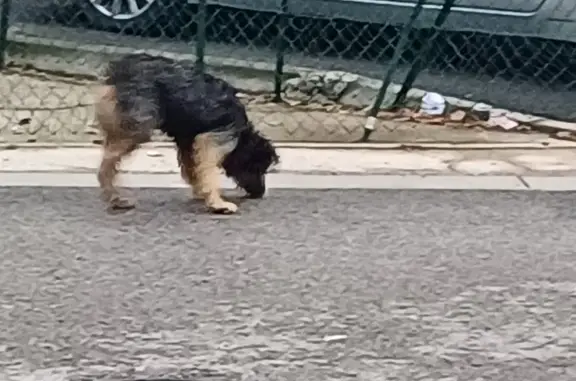 Chien peureux avec collier suit ma chienne - photo