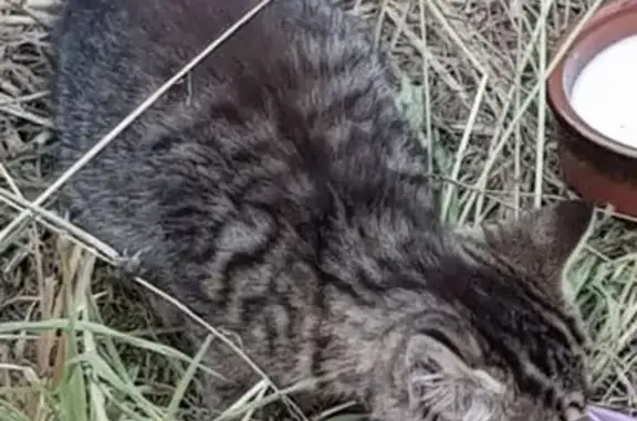 Chaton errant à Saint-Julien-de-Concelles - photo