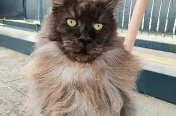 Animaux perdus Serre-les-Sapins, photo: Chat perdu : Maine Coon noir et gris, peureux