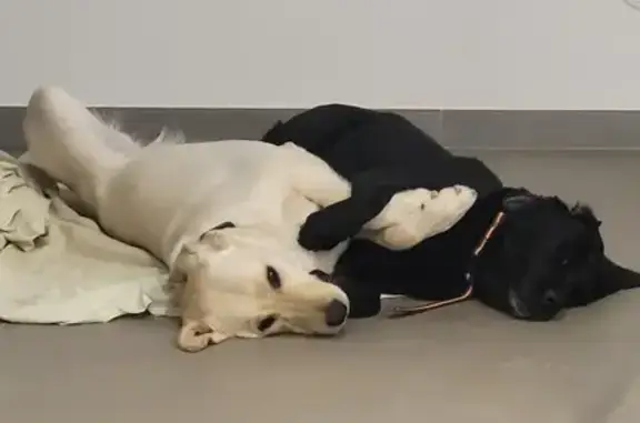 Chien perdu Joyeuse, photo : Perdu : 2 Labradors sable et noir à Joyeuse