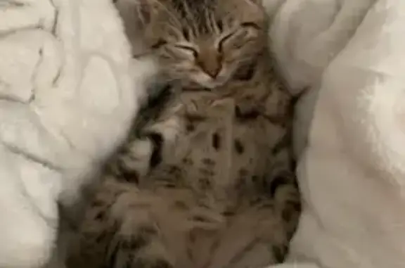 Chaton tigré perdu à Nérac, contactez-nous ! - photo