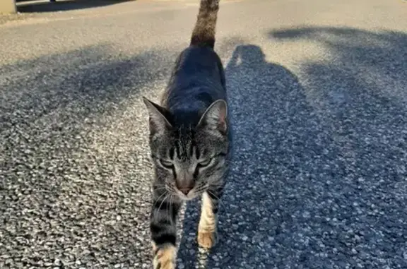 Chat trouvé sans collier à Palaja - photo