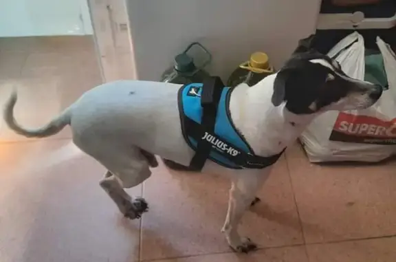 Perro Bodeguero Perdido en Sevilla, Cojea