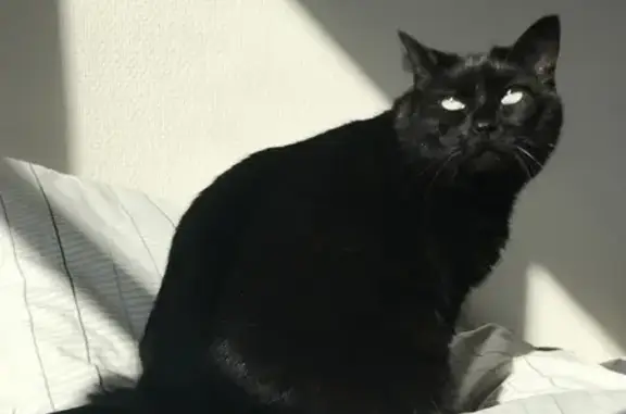 Animaux perdus Plougastel-Daoulas, photo: Chatte noire perdue à Plougastel-Daoulas