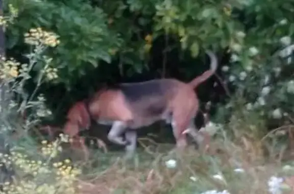 Beagle avec collier noir aperçu à Allaire - photo