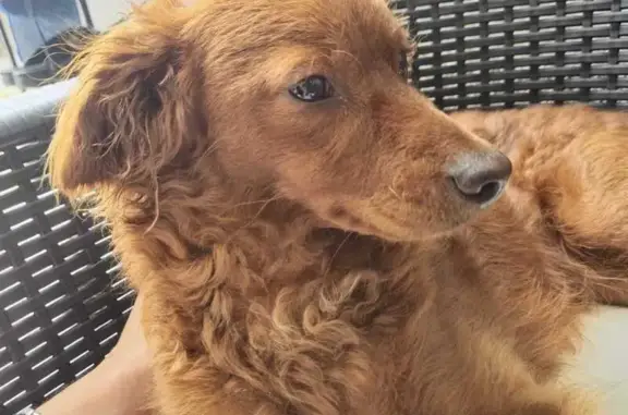 Chien perdu, femelle, 2 ans, Cannes - photo