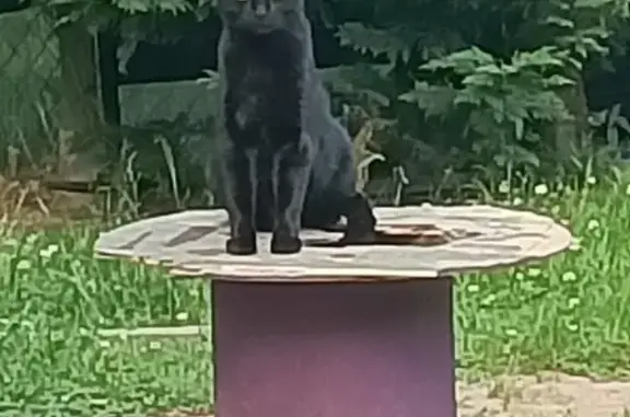Chatte noire Cookie perdue à Lisieux - photo