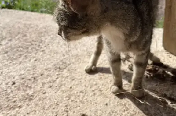 Chat tigré amaigri trouvé, rue Victor Hugo - photo