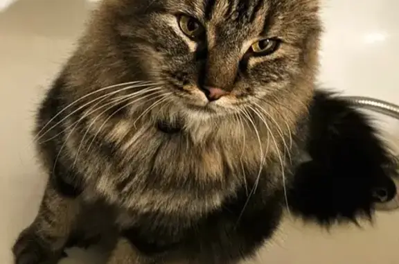 Animaux perdus Bonneval, photo: Chat tigré perdu, rue d'Orléans, Bonneval